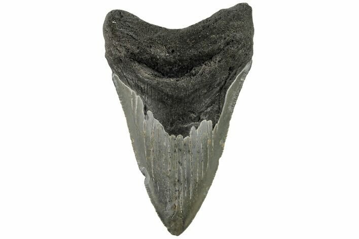 Serrated, 3.50" Fossil Megalodon Tooth - North Carolina